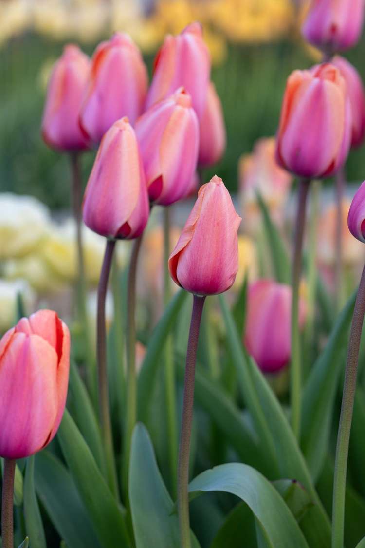 Tulpe 'Apricot Impression'